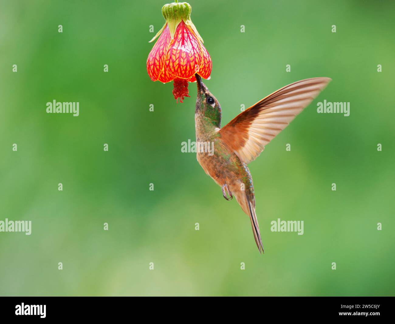 Fawn Breasted Brilliant Hummingbird - in flight at flower Heliodoxa rubinoides Ecuador BI037789 Stock Photo