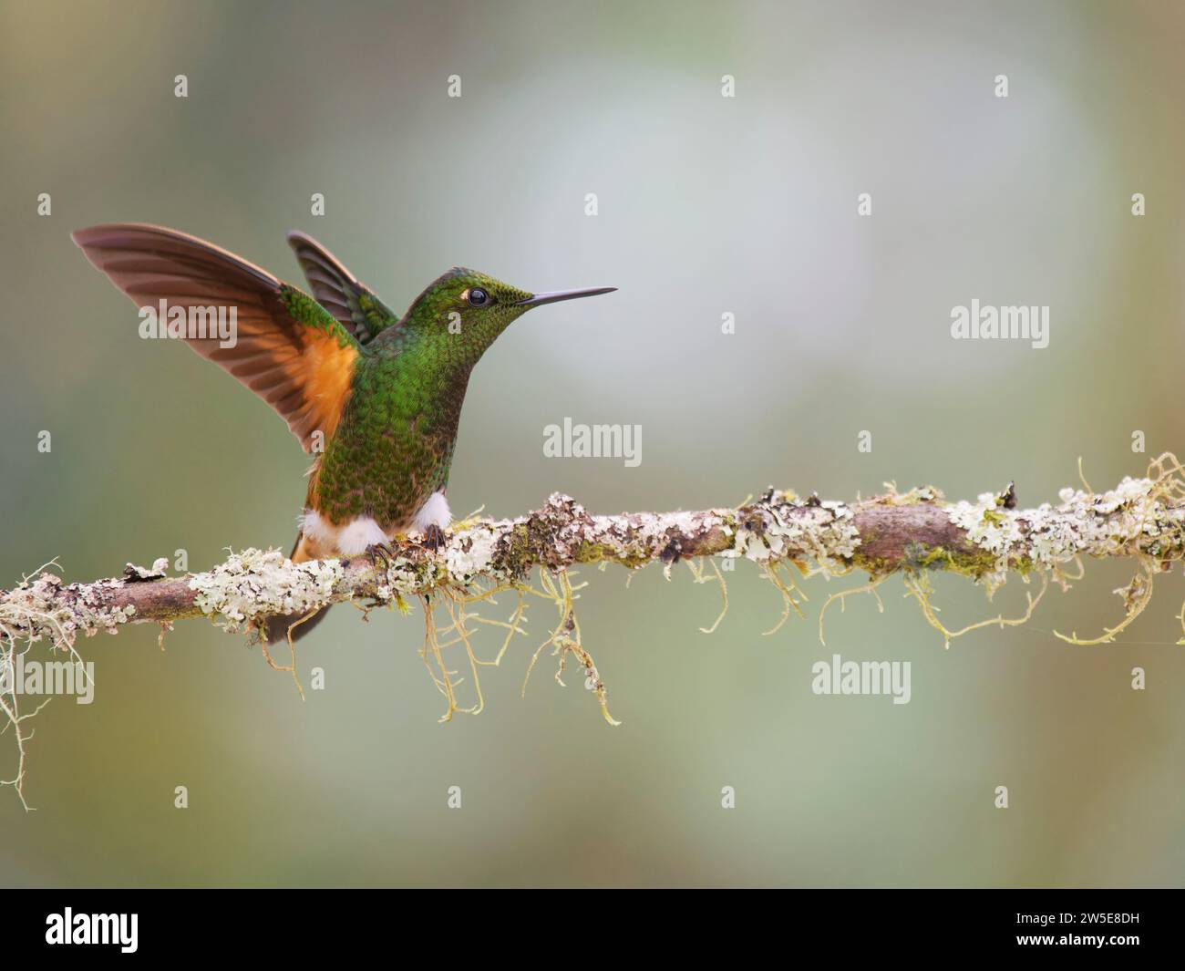 Buff Tailed Coronet Hummingbird – wings raised Boissonneaua flavescens  Ecuador BI037896 Stock Photo