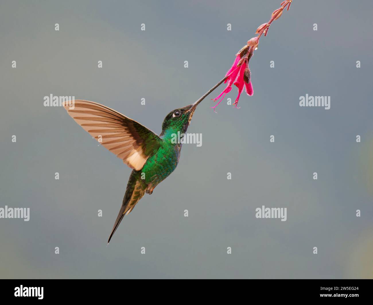 Buff Winged Starfrontlet Hummingbird – feeding at flower Coeligena lutetiae Ecuador BI037917 Stock Photo