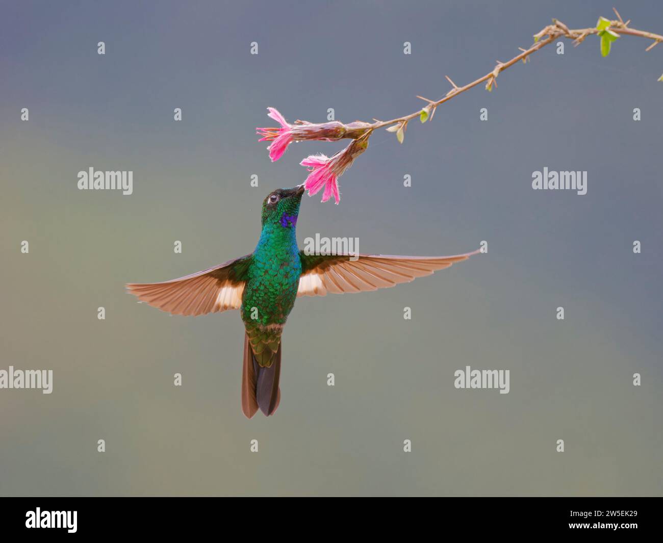 Buff Winged Starfrontlet Hummingbird – feeding at flower Coeligena lutetiae Ecuador BI037929 Stock Photo