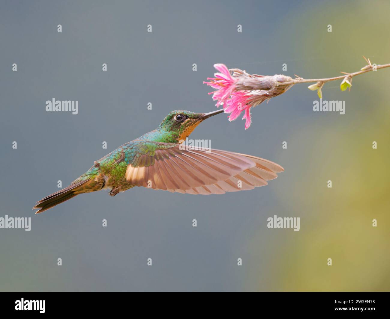 Buff Winged Starfrontlet Hummingbird - female at flower Coeligena lutetiae Ecuador BI037936 Stock Photo