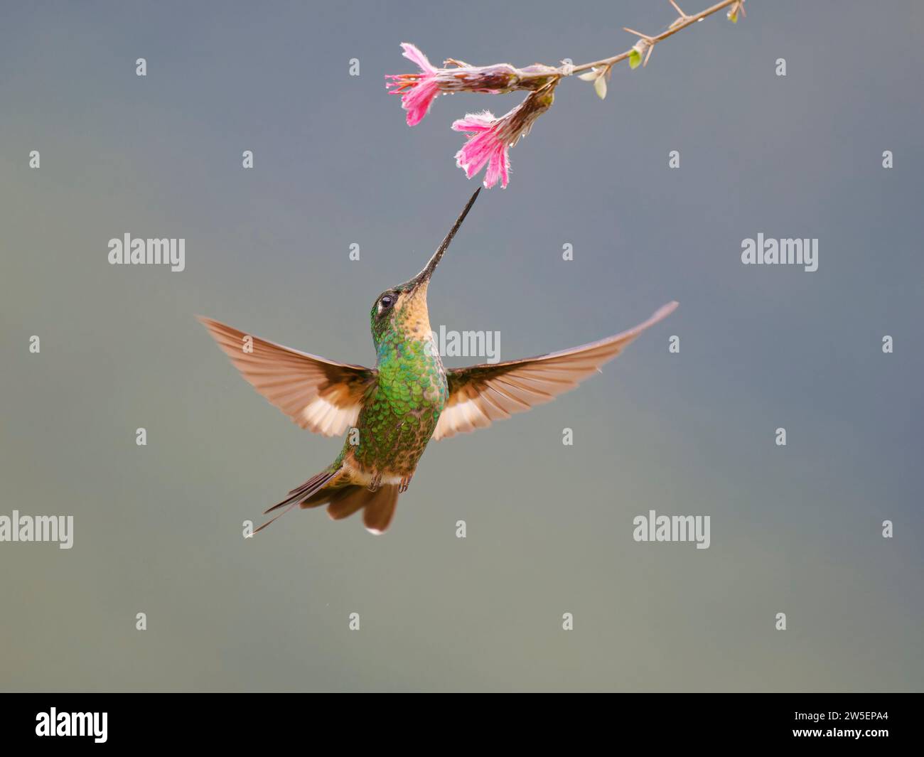 Buff Winged Starfrontlet Hummingbird - female at flower Coeligena lutetiae Ecuador BI037945 Stock Photo