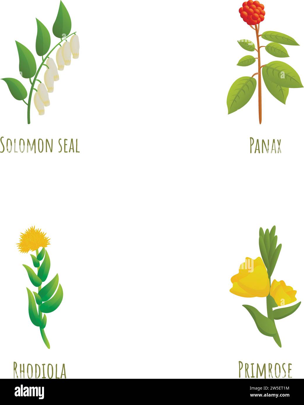 Medicinal plant icons set cartoon vector. Solomon seal, panax rhodiola primrose. Plant nature environment Stock Vector