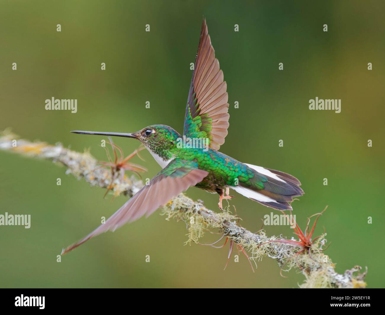 Collared Inca Hummingbird – taking off Coeligena torquata Ecuador BI037961 Stock Photo