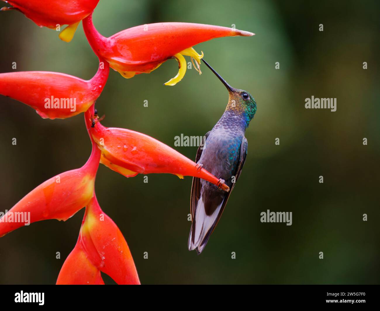 Green Backed Hillstar Hummingbird - on heliconia lower Urochroa leucura Ecuador BI038111 Stock Photo