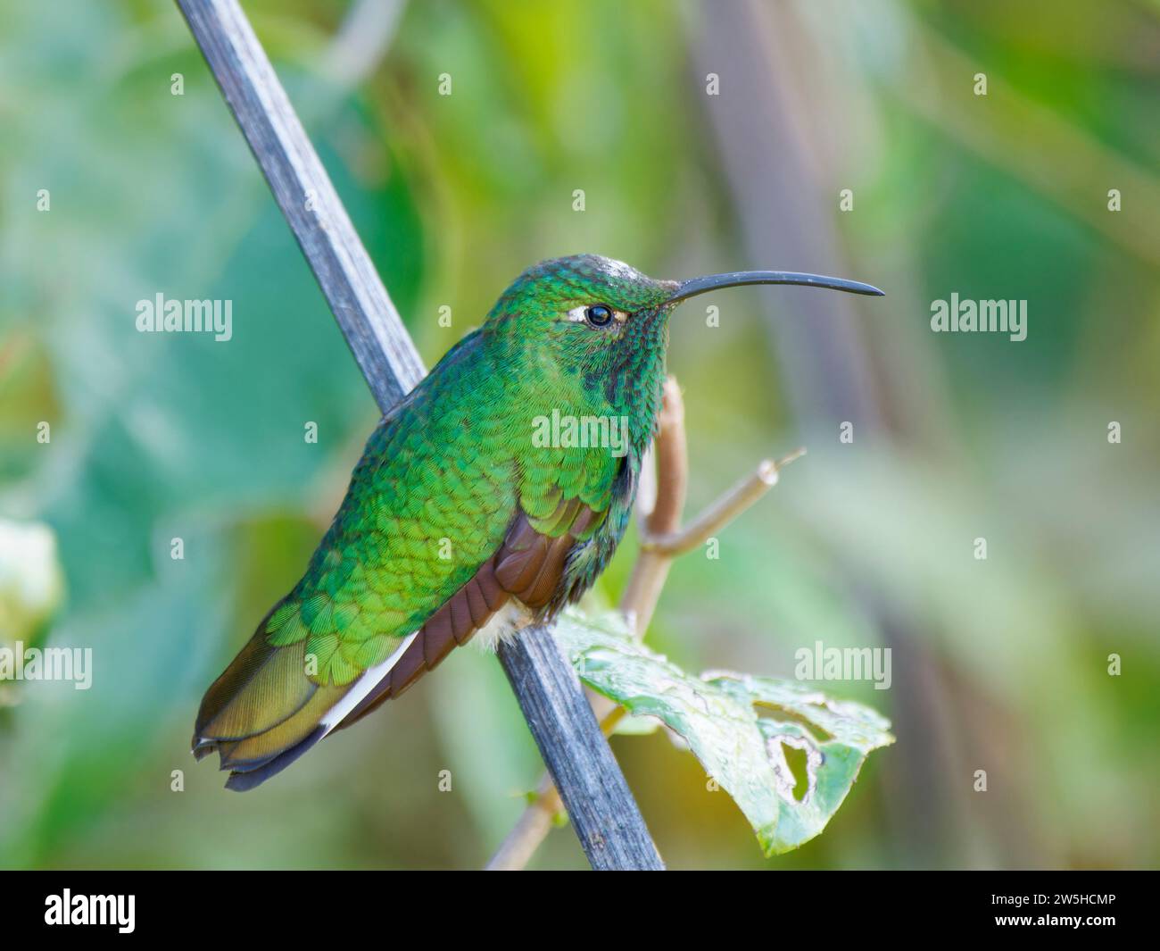 Mountain Velvetbreast Lafresnaya lafresnayi Ecuador BI038207 Stock Photo