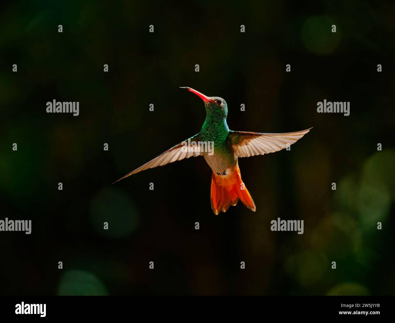 Rufous Tailed Hummingbird - in flight backlit Amazilia tzacatl Ecuador BI038303 Stock Photo