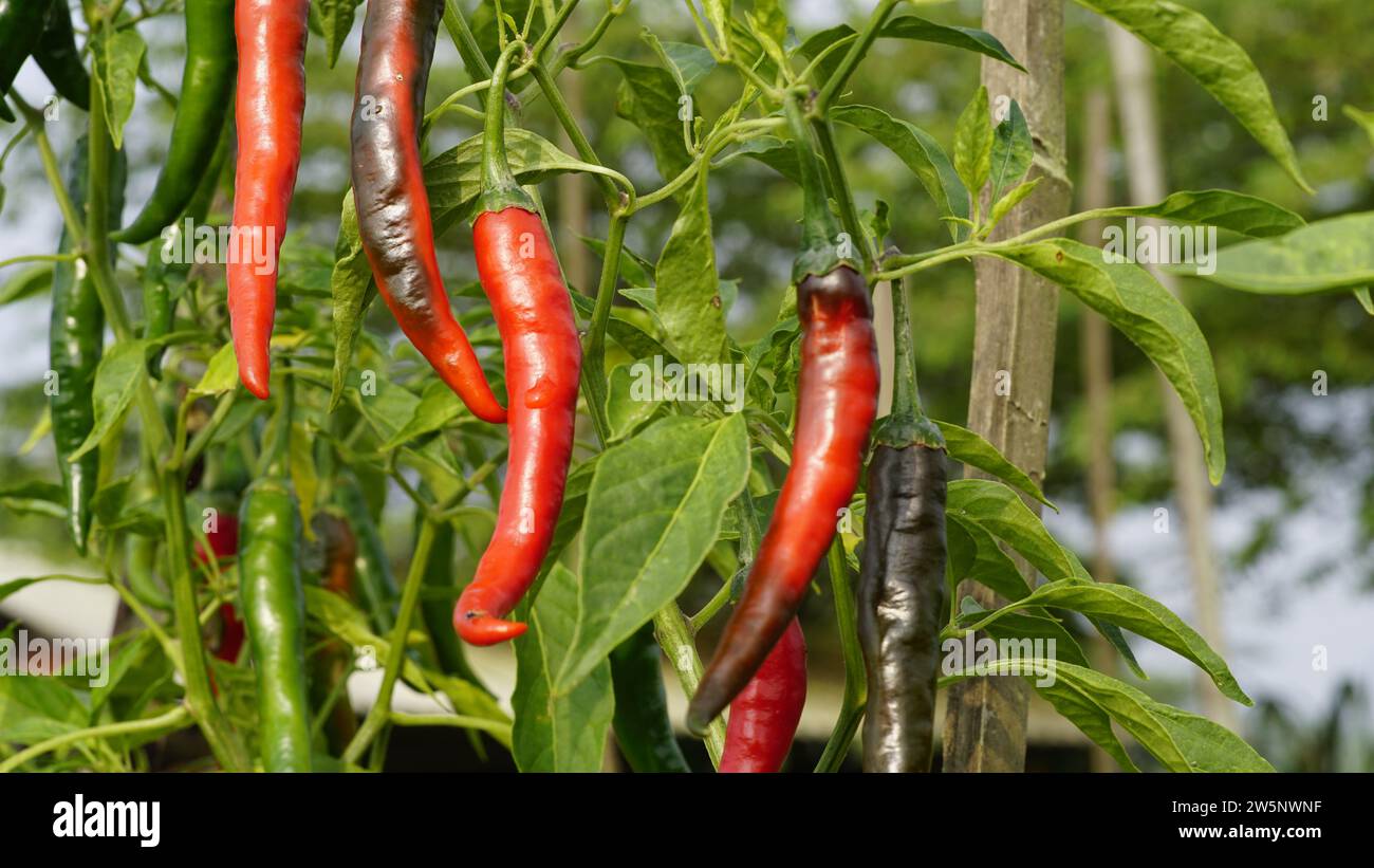 Capsicum annuum also known as Cayenne pepper plant are in gardens with lush trees and leaves. The hanging fruit is shiny red when it is ripe. Stock Photo