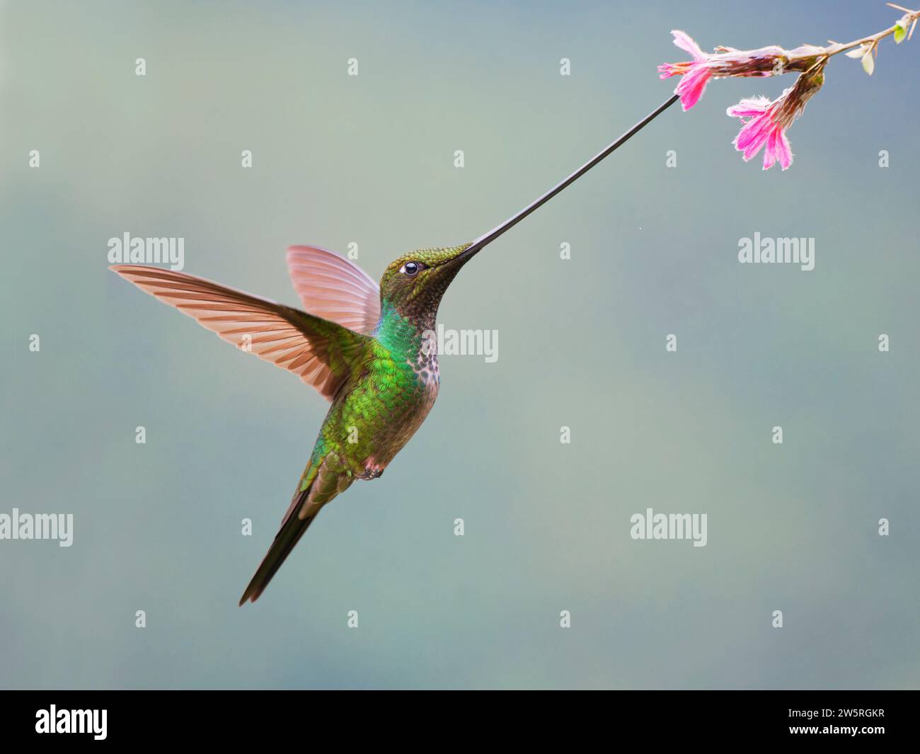 Sword-billed Hummingbird - feeding at flower Ensifera ensifera Ecuador BI038398 Stock Photo