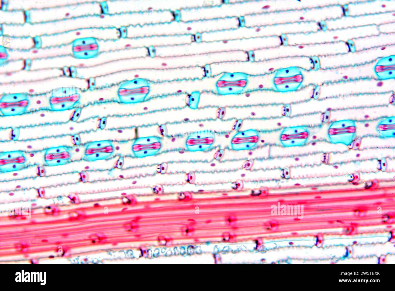 Stomata on a wheat leaf (Triticum durum). Photomicrograph X100 at 10 cm wide. Stock Photo