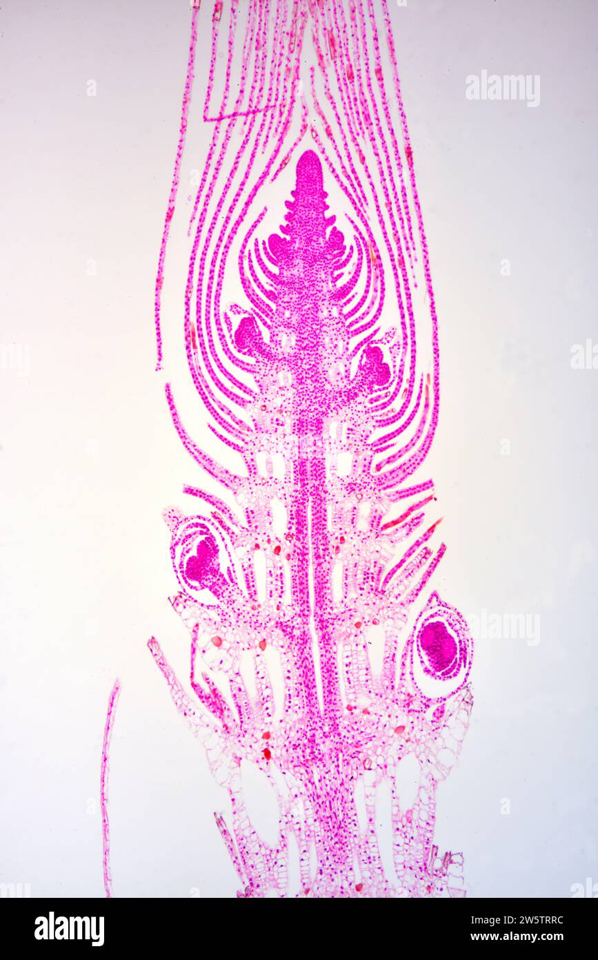 Apical Meristem Elodea Canadensis Hi res Stock Photography And Images apical-meristem-elodea-canadensis-hi-res-stock-photography-and-images