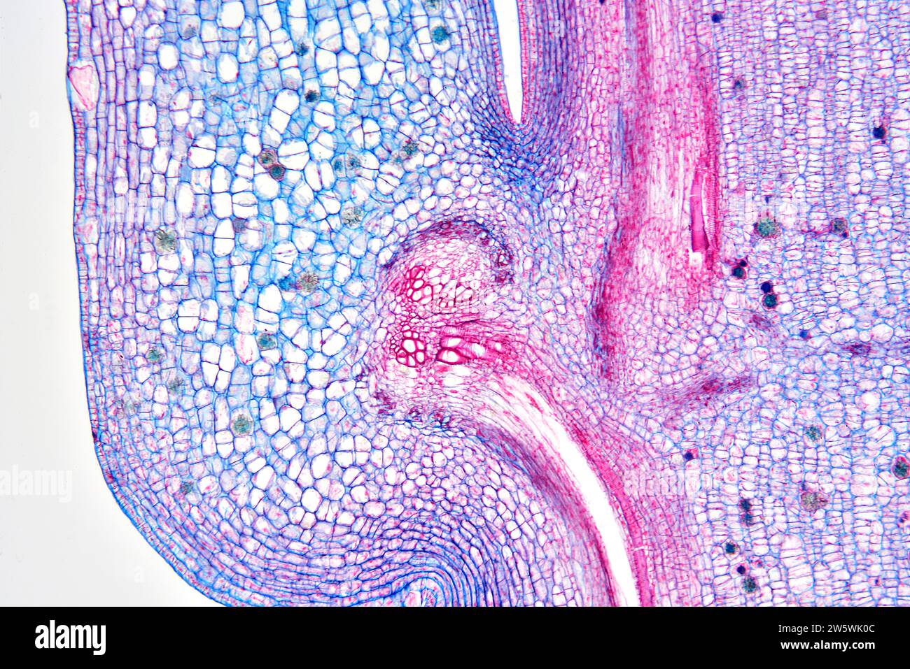 Node of a vascular plant stem. Photomicrograph X50 at 10 cm wide Stock