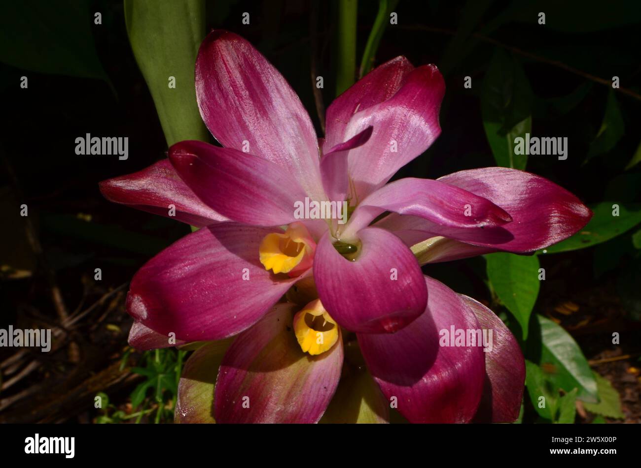 The flowers of Curcuma zanthorrhiza or Javanese turmeric bloom in the garden, the petals are pink with tiered sheets facing upwards Stock Photo