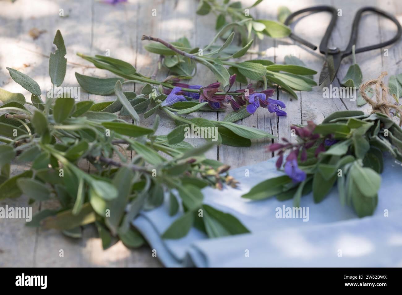 Salvia officinale hi-res stock photography and images - Alamy