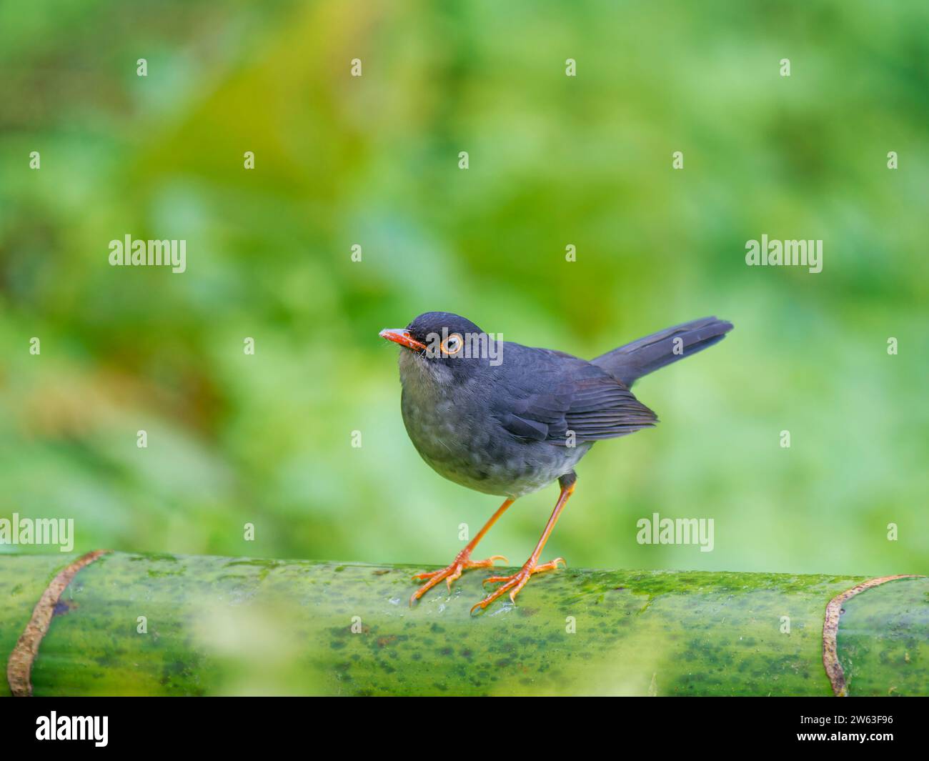 Slaty Backed Nightingale Thrush Catharus fuscater Ecuador BI038925 ...