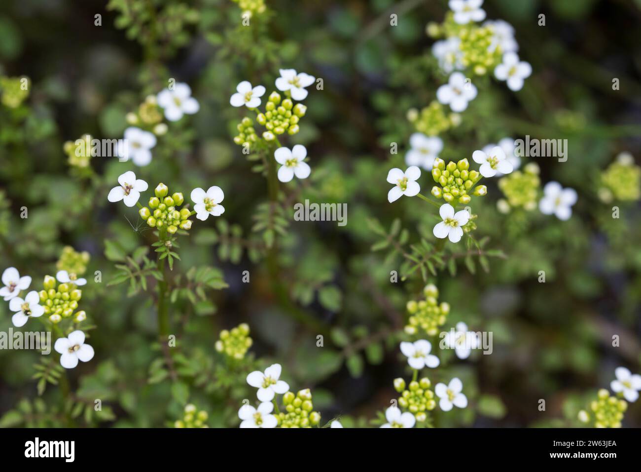 Kleinblattrige brunnenkresse hi-res stock photography and images - Alamy
