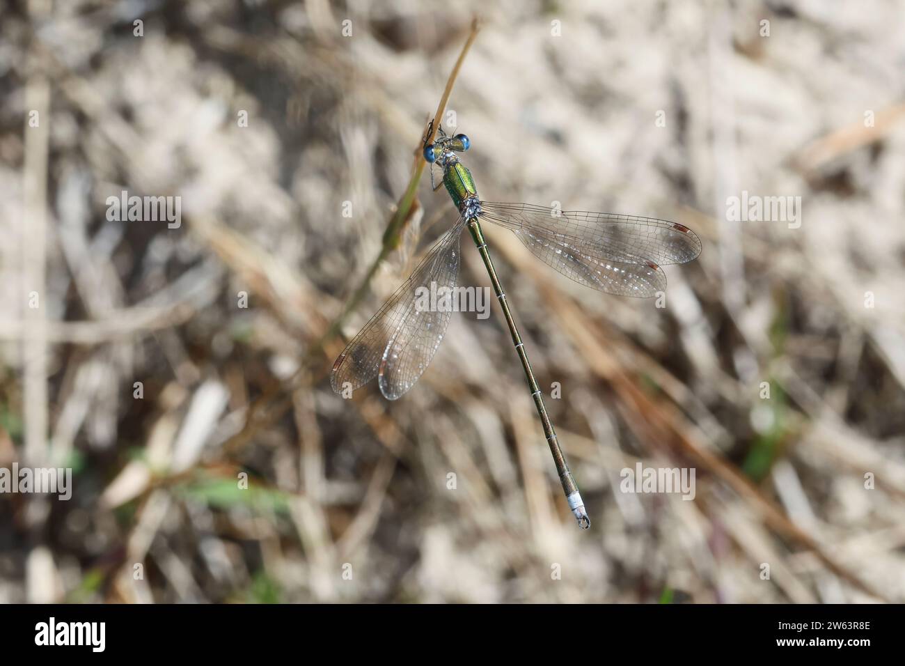 Kleine Binsenjungfer, Männchen, Lestes virens, Small Emerald Damselfly, Small Spreadwing, male, le leste verdoyant, Binsenjungfer, Teichjungfern, Lest Stock Photo