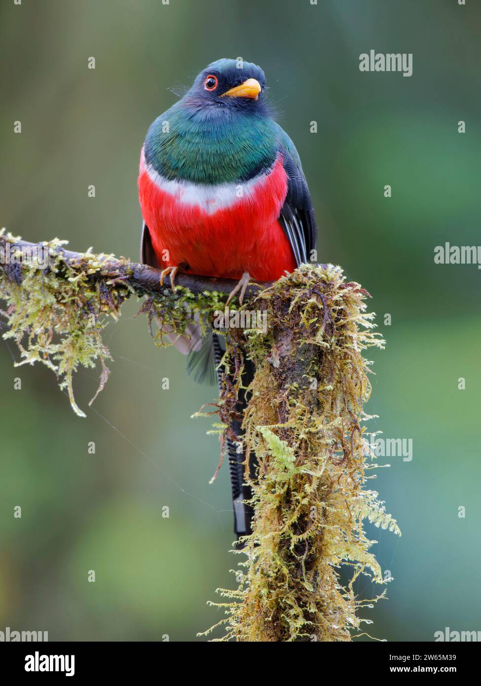 Masked trogons hi-res stock photography and images - Alamy