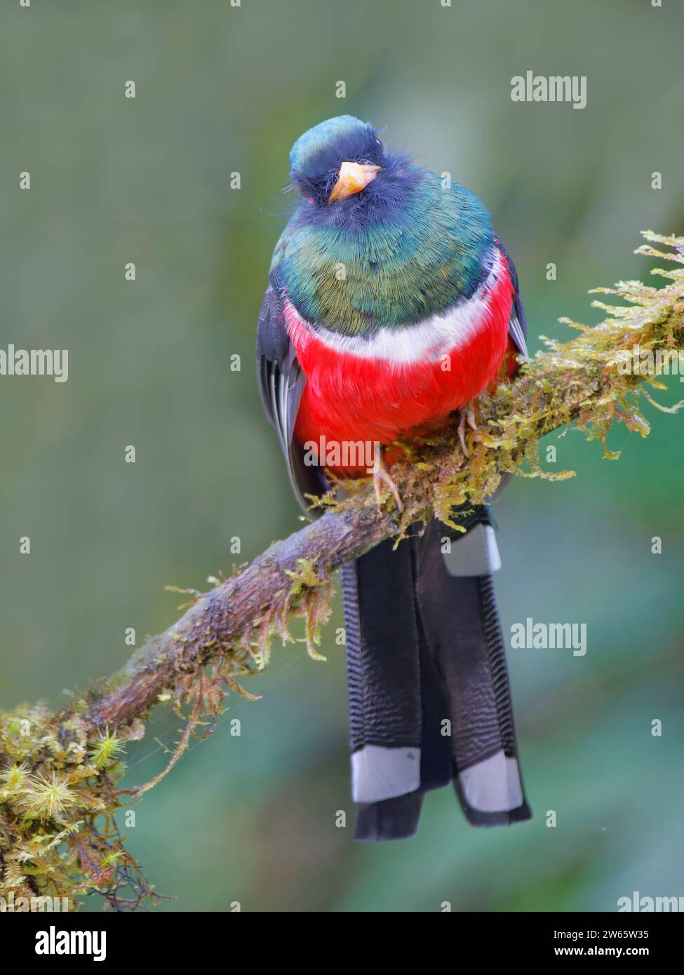 Masked trogons hi-res stock photography and images - Alamy
