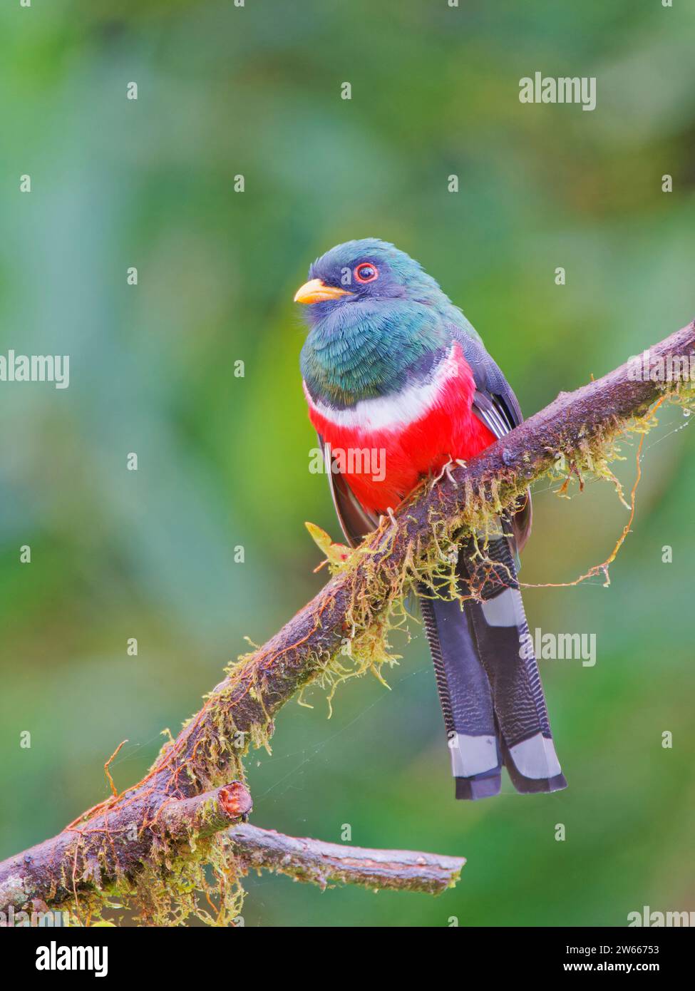 Trogon hi-res stock photography and images - Alamy