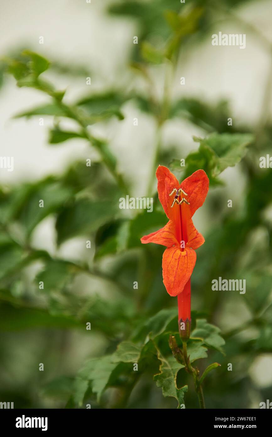 Beautiful orange orchid-like flower in a frame of green leaves Stock Photo