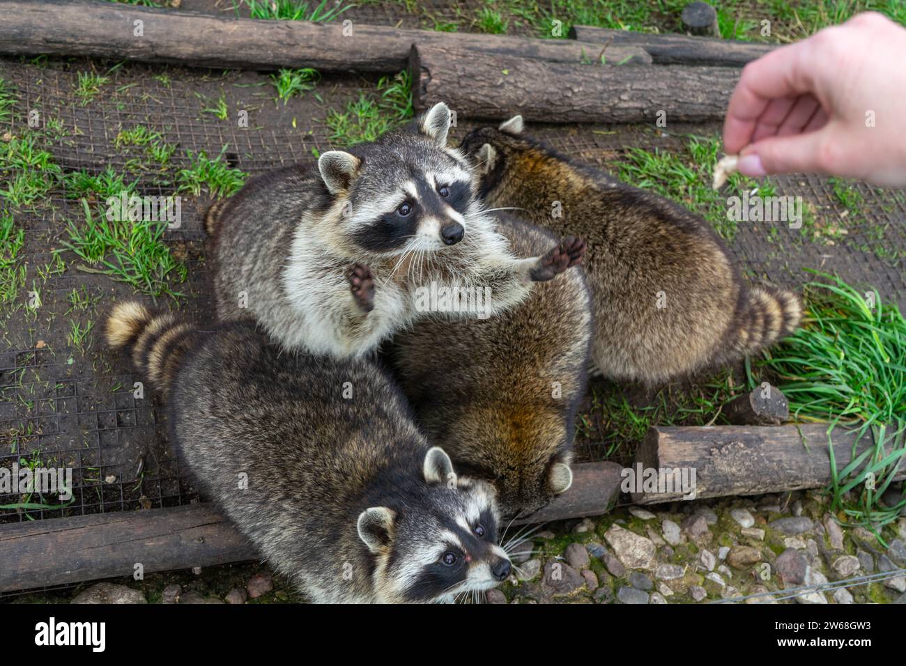 Raccoons beg for food with their paws up Stock Photo Alamy