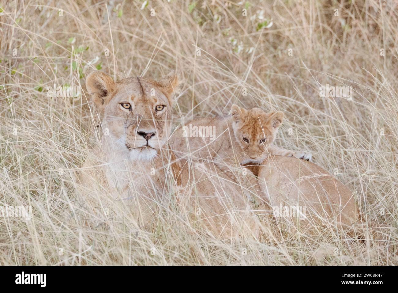 A protective lioness sits closely with her cub in the tall grasses of