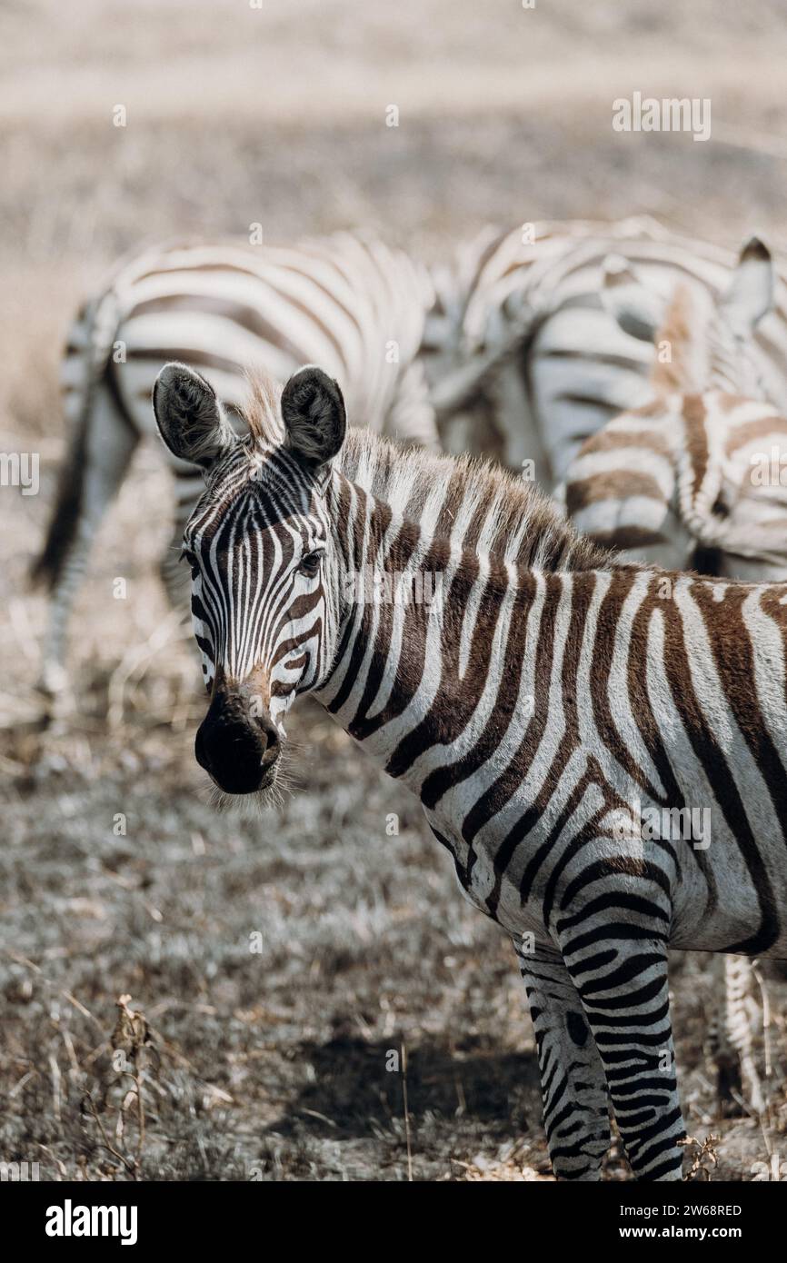 An elegant crop zebra stands alert in the grasslands while looking at ...