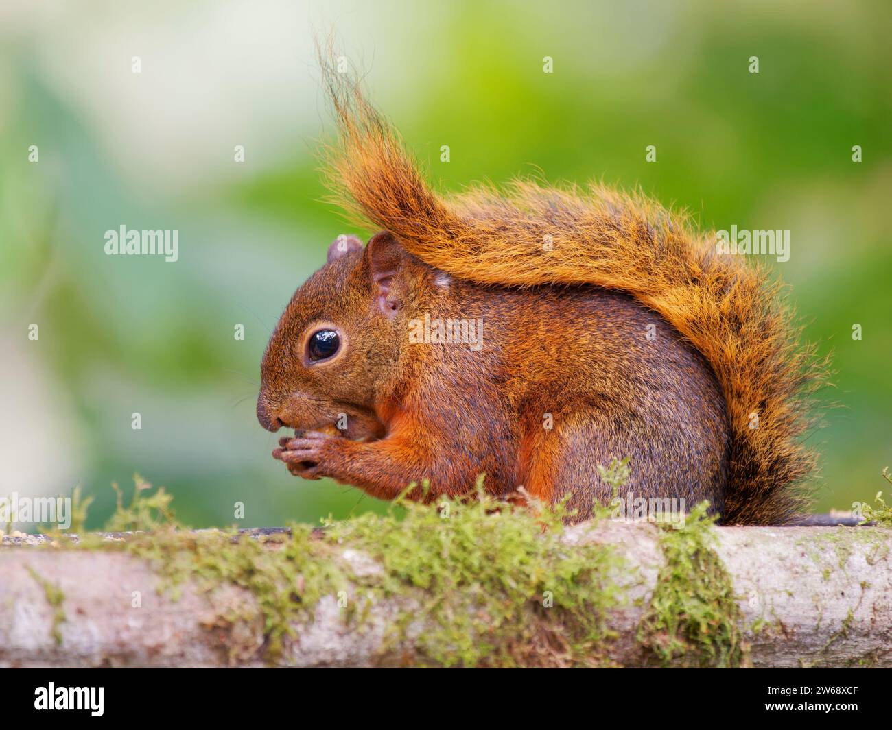 Red Tailed Squirrel Sciurus granatensis Ecuador MA004636 Stock Photo