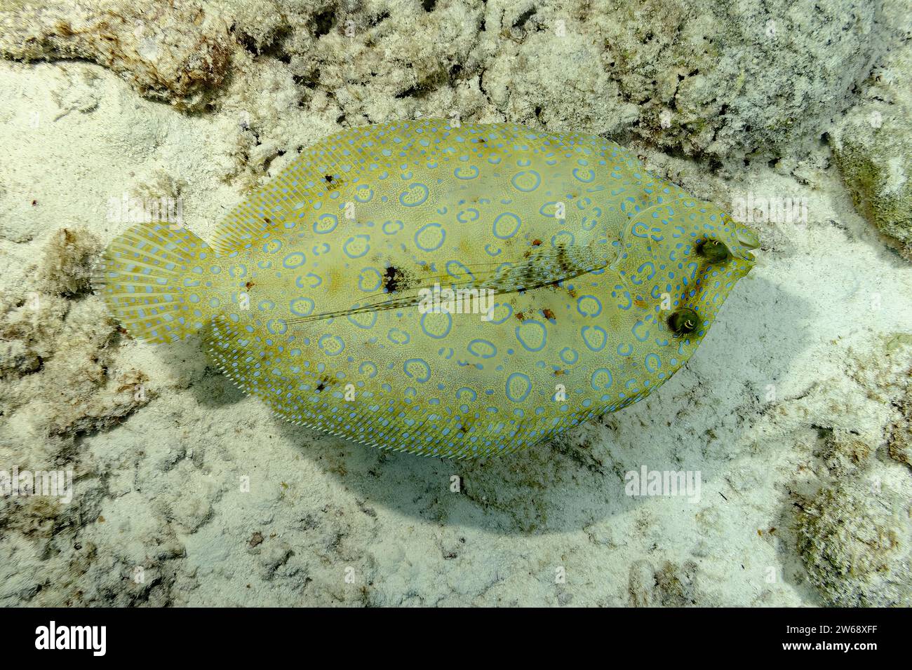 A peacock flounder blends seamlessly into the sandy seabed, showcasing