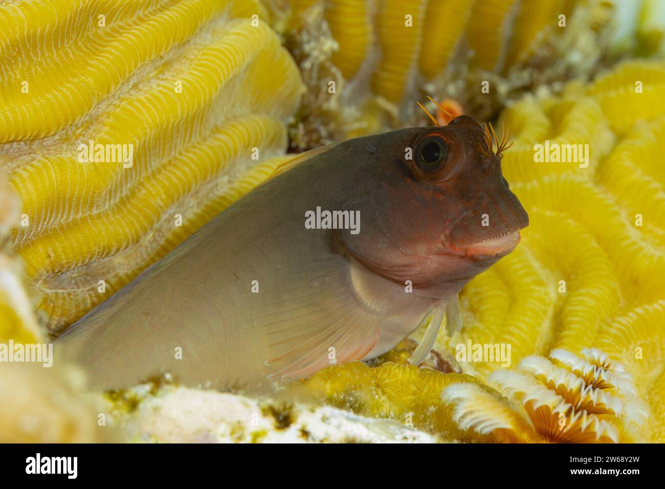 Photo of a blacktip grouper nestled in the folds of a bright yellow coral, showcasing ocean wildlife. Stock Photo