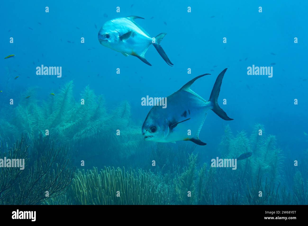 Two tropical fish explore the underwater wonders of a colorful coral reef, showcasing marine biodiversity. Stock Photo