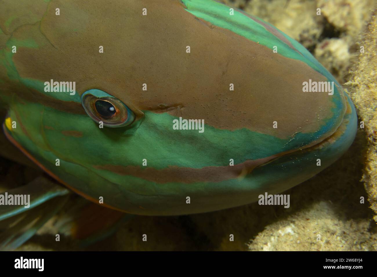 A detailed close-up of a vibrant parrotfish, showcasing its unique mouth and textured scales. Stock Photo