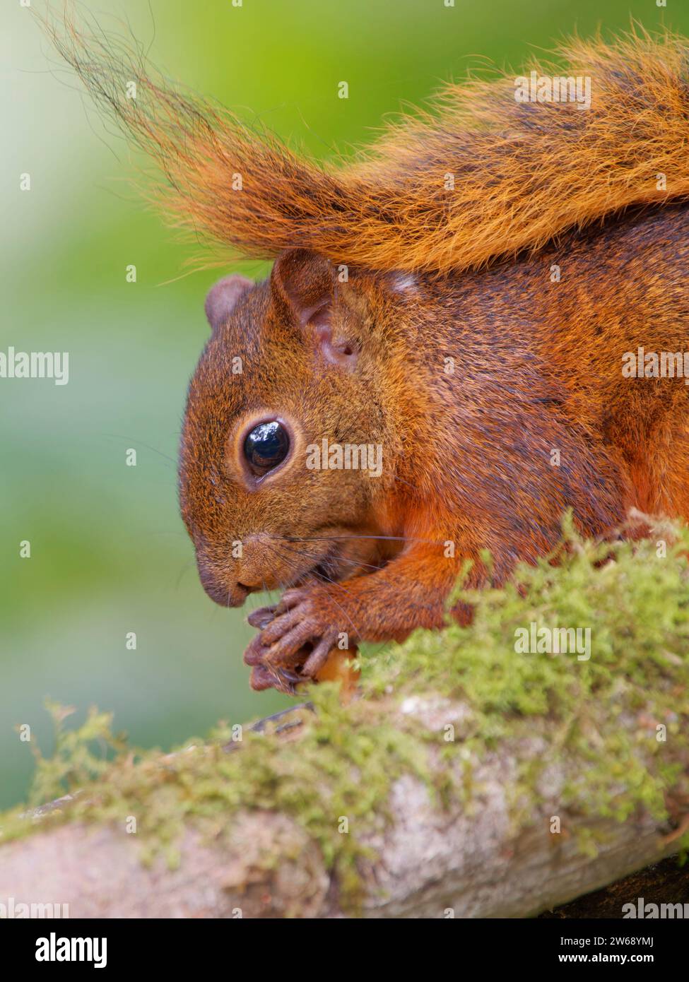 Red Tailed Squirrel Sciurus granatensis Ecuador MA004637 Stock Photo