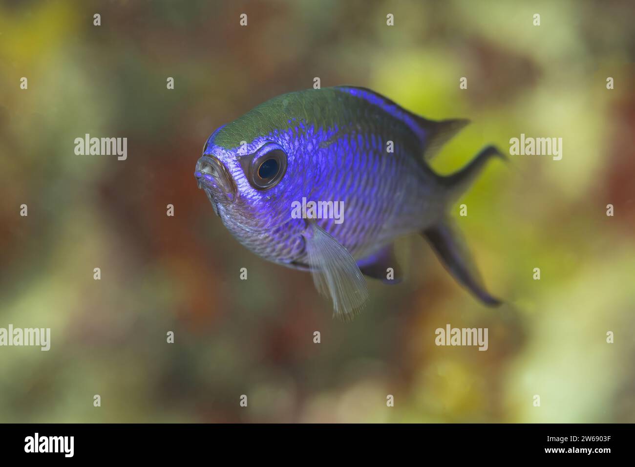 A vibrant blue damselfish glides through a colorful coral reef background. Stock Photo