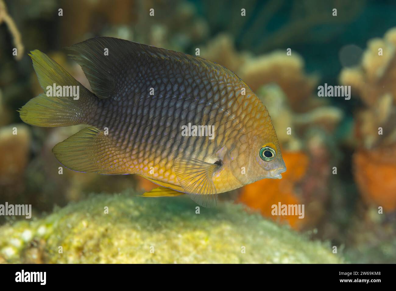 Striking image of a Yellowtail Damselfish, scientifically known as Stegastes planifrons, captured in its natural habitat within a coral reef Stock Photo