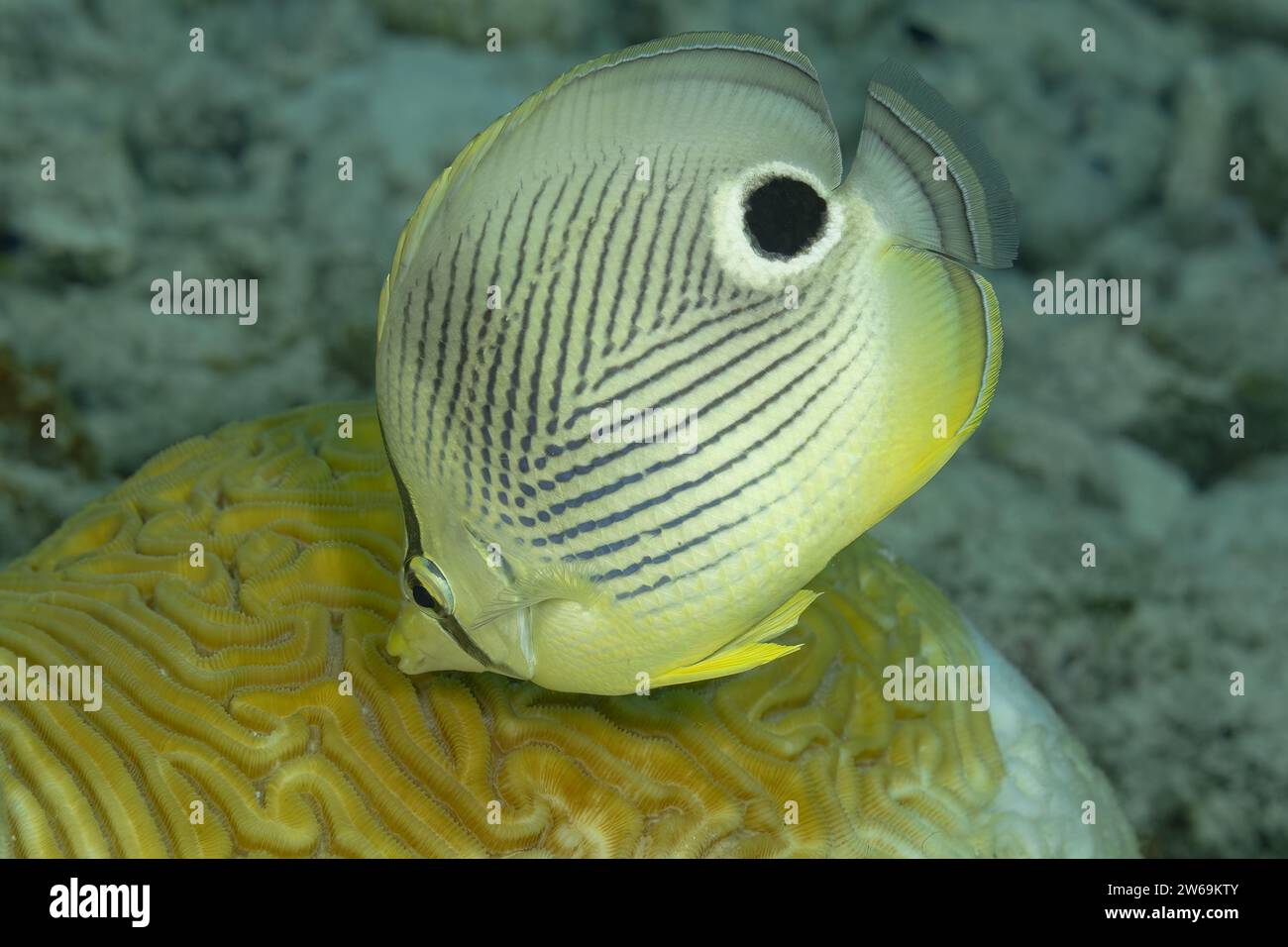 This image features a Foureye Butterflyfish, known scientifically as Chaetodon capistratus, perched above the brain coral Stock Photo