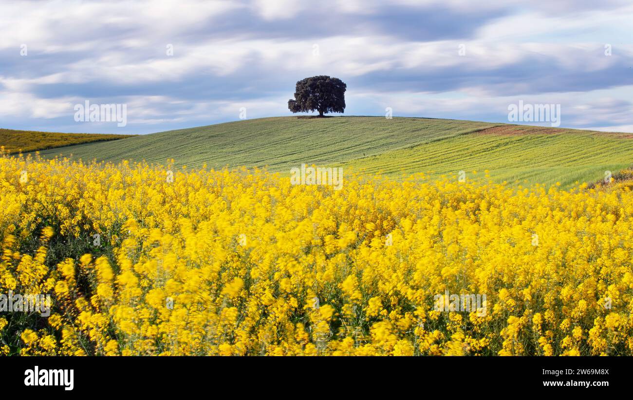 A single tree stands tall on a rolling hill, surrounded by a vibrant ...