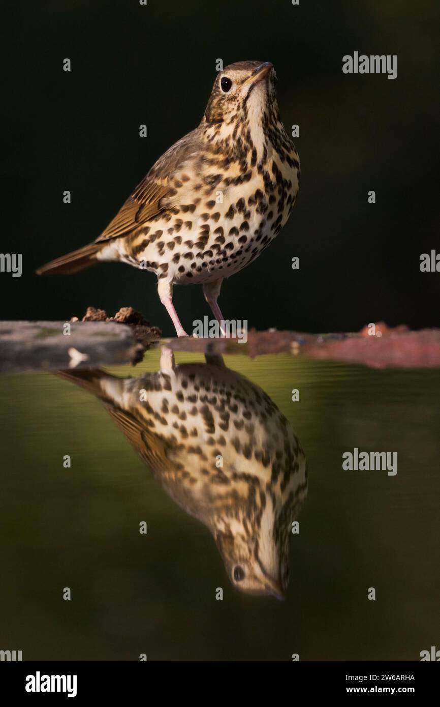 A detailed image showing a song thrush perched on a branch, mirrored perfectly in a calm body of water against a dark background Stock Photo