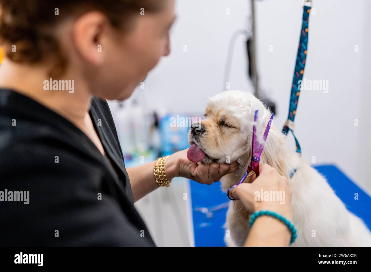 Anonymous female groomer cutting hair of American cocker spaniel with ...