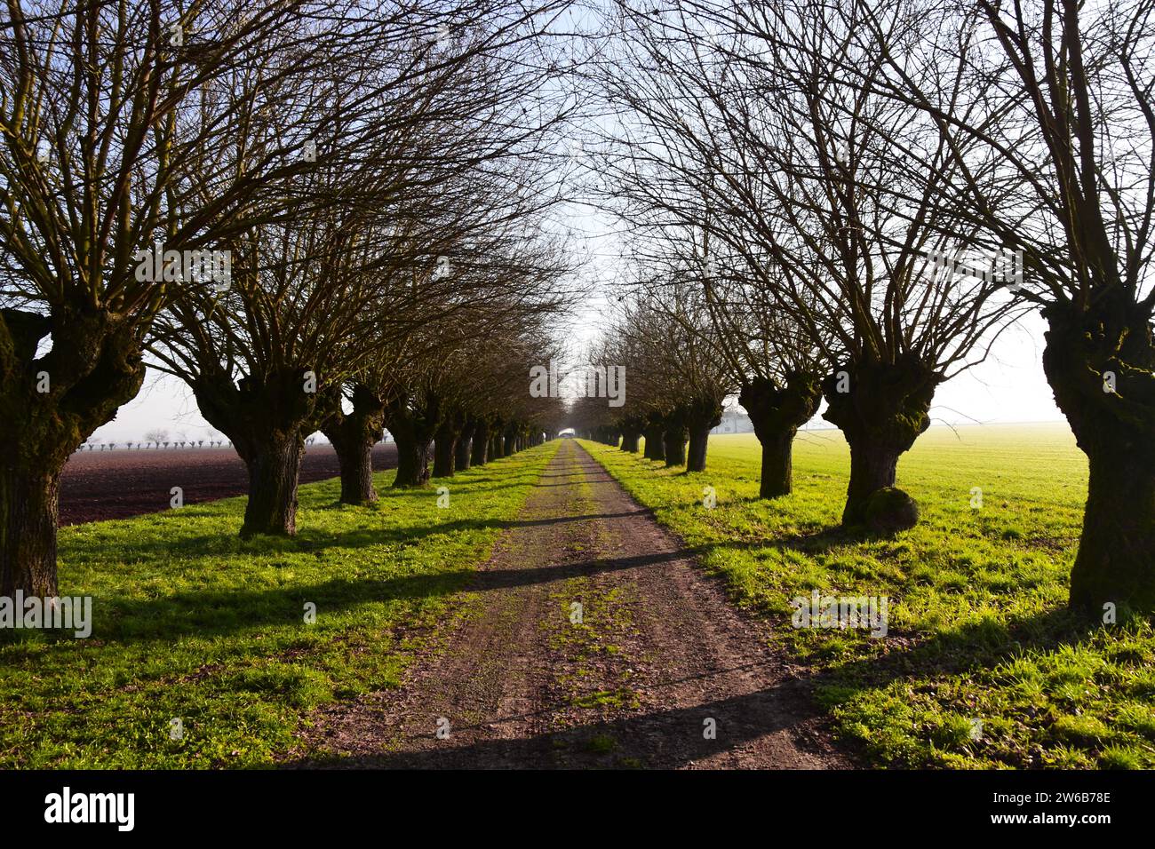 Straight road through rows of mulberry trees, Bosco Marengo, Alessandria, Piedmont, Italy Stock Photo