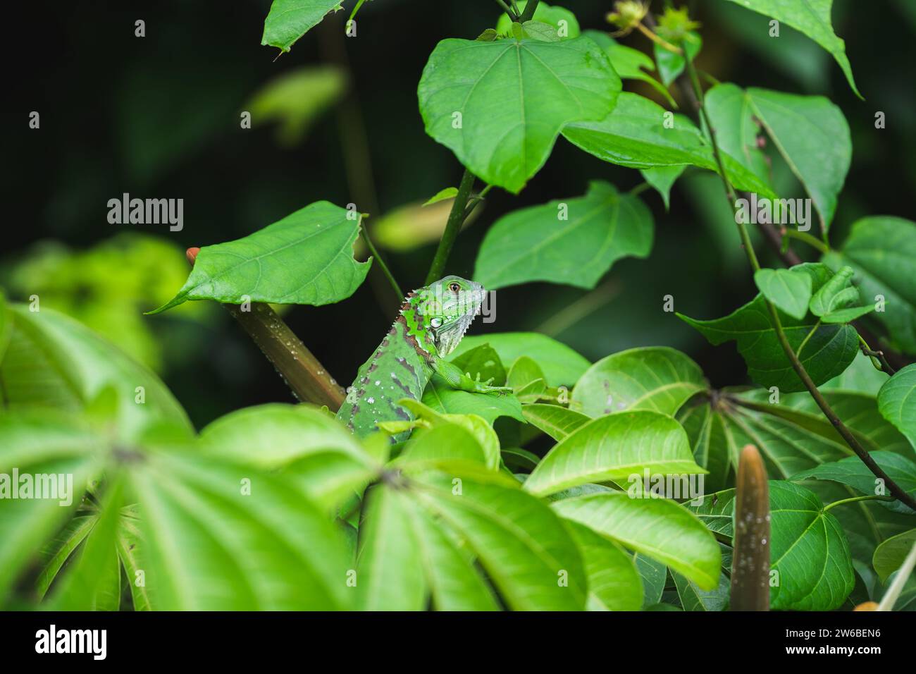 Side view of a green lizard blending into its environment, with only a ...