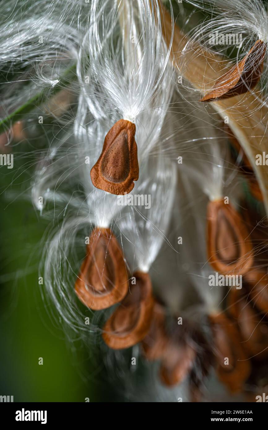 Milkweed Seeds (Asclepias spec) in open Seed Pods Stock Photo