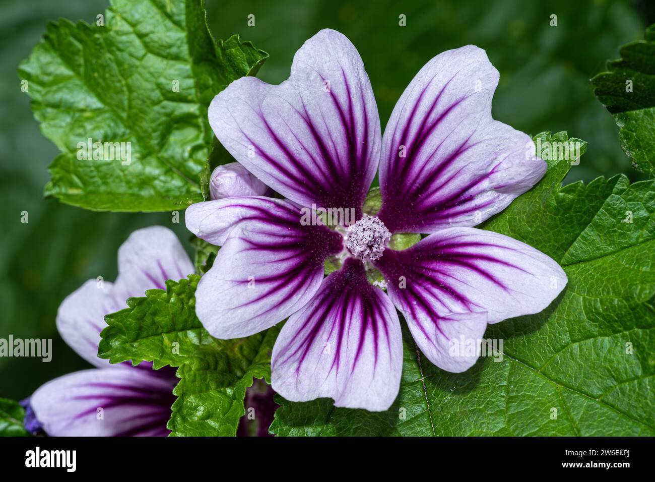 Cheeses, High Mallow and Tall Mallow (Malva sylvestris) Stock Photo