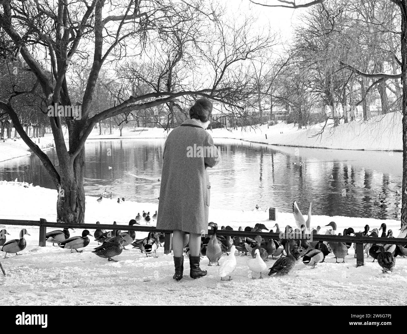 Friesland is preparing for the Elfstedentocht, Woman feeds ducks in the Prinsentuin in Leeuwarden ca. January 14, 1963 Stock Photo