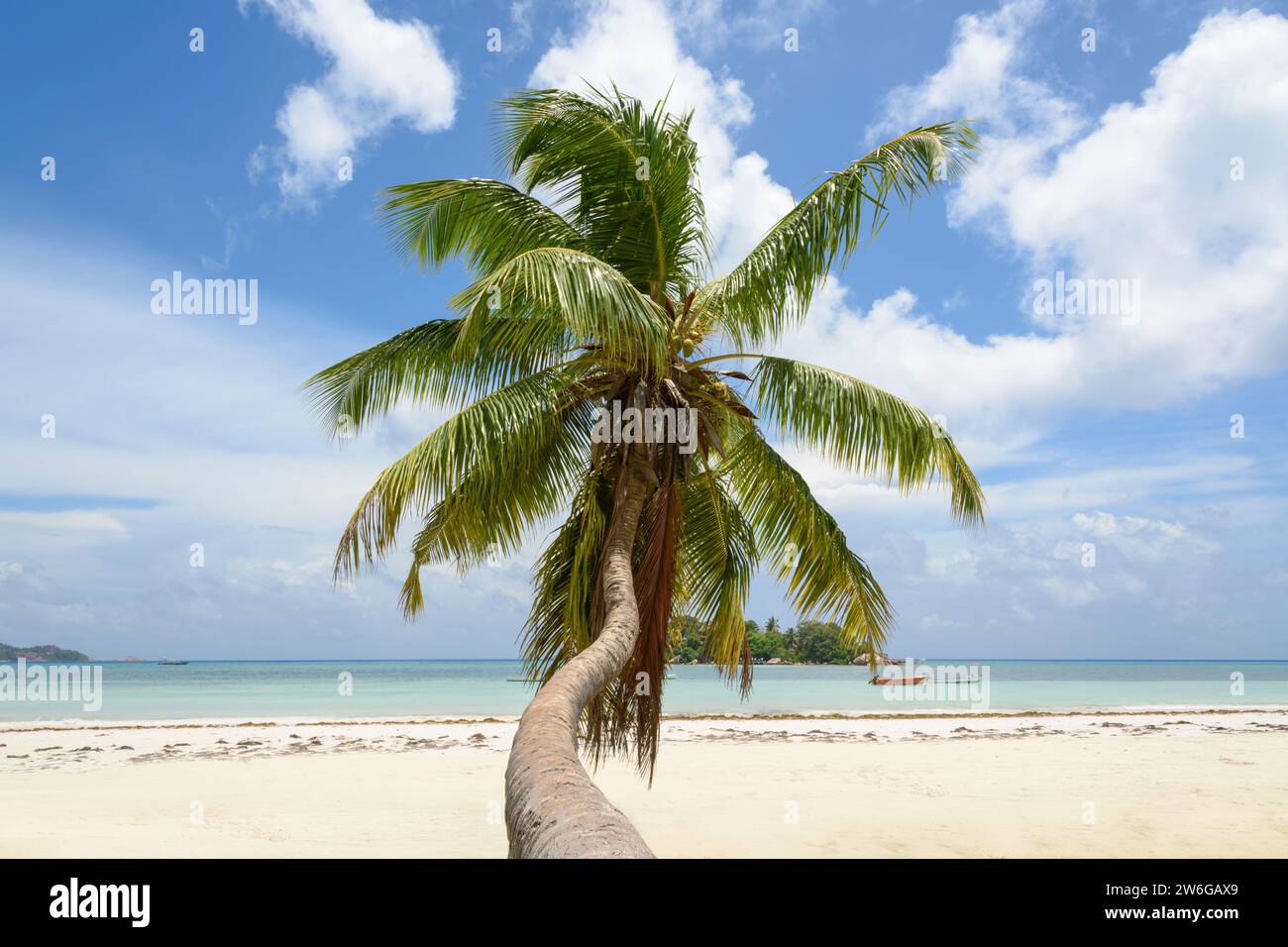 Coconut palm tree on Cote D'Or Beach, Anse Volbert Village, Praslin Island, Seychelles, Indian Ocean Stock Photo