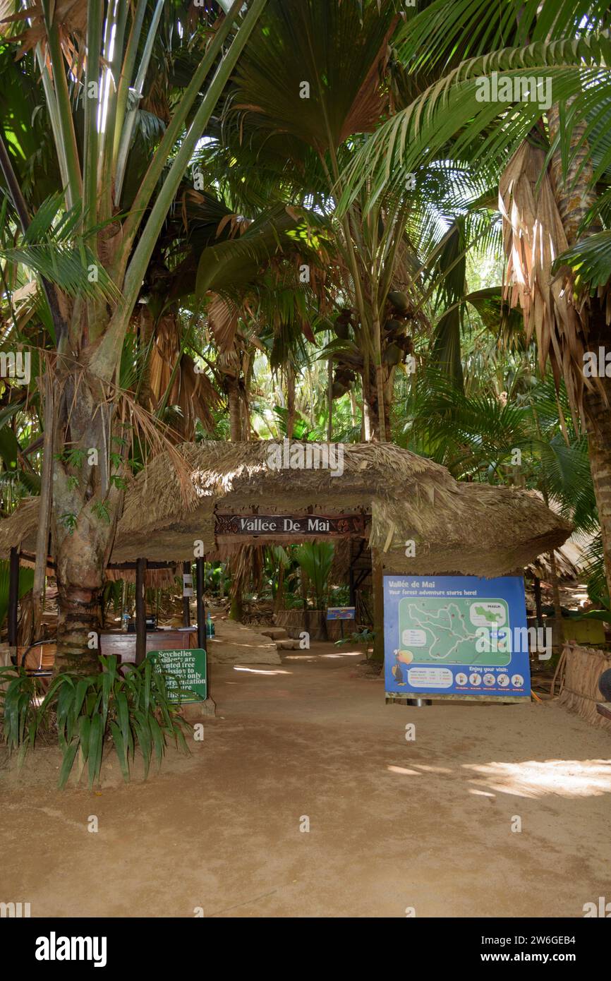 Vallée de Mai Nature Reserve, an ancient forest that is home to the giant Coco de Mer palm tree (Lodoicea maldivica), Praslin Island, Seychelles Stock Photo