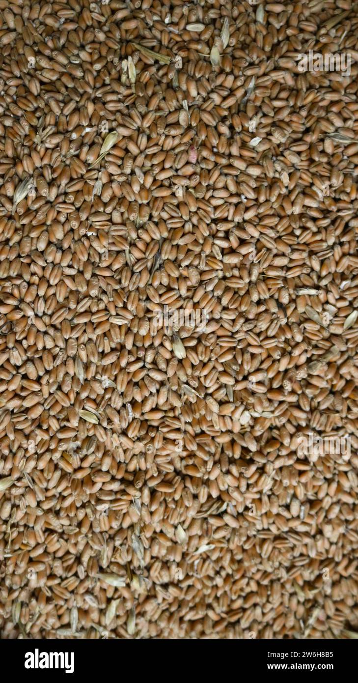 vertical image of whole wheat grain scattered on a flat surface as a