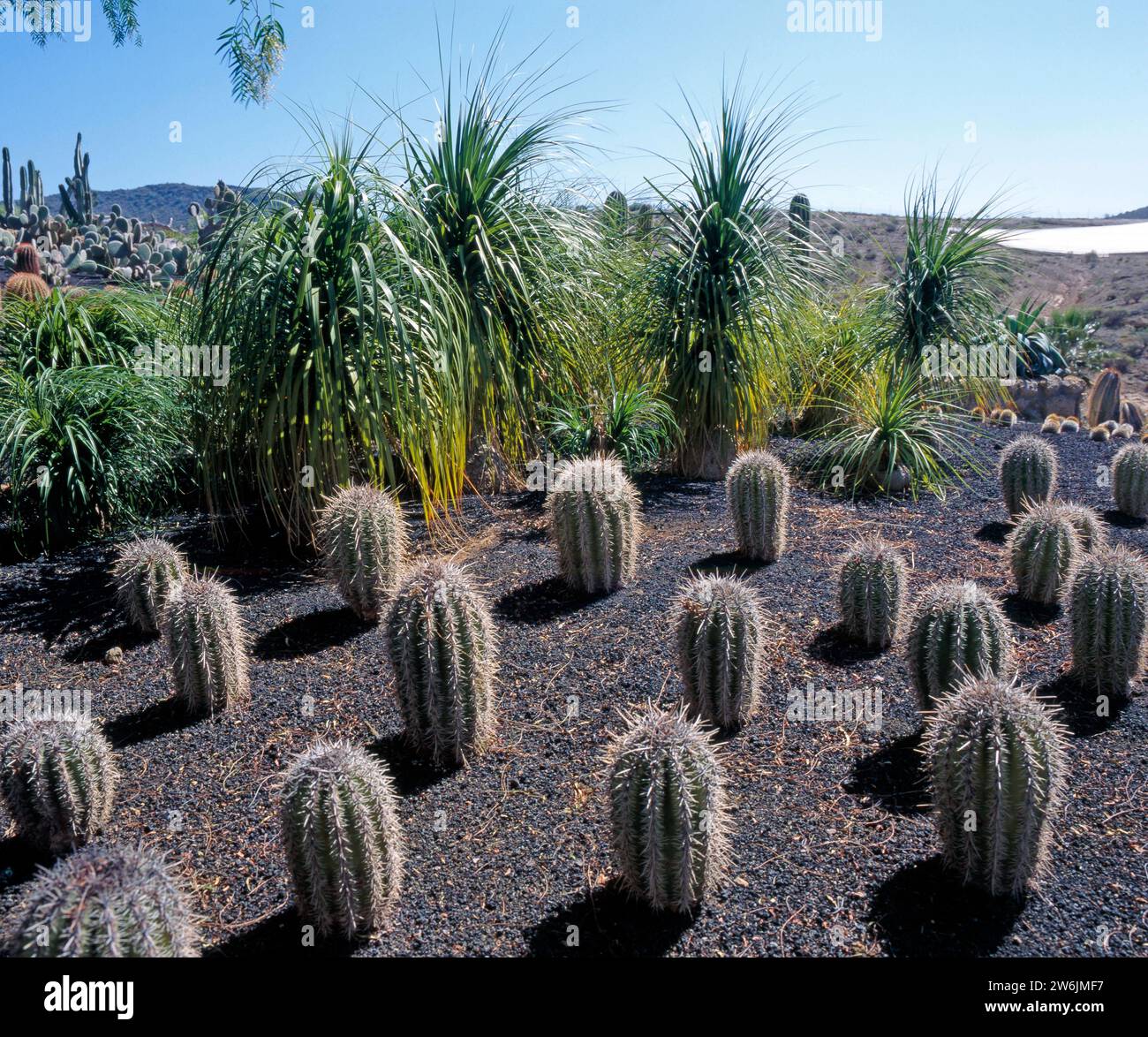 Der Cactuspark Desierto Feliz, uebersetzt Glueckliche Wueste, in Cristianos  auf der spanischen Ferieninsel Teneriffa Cactuspark Cristianos *** The Cactus  Park Desierto Feliz, translated as Happy Desert, in Cristianos on the  Spanish vacation