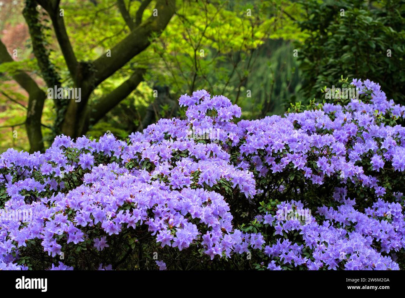 Violet Rhododendron, Rhododendron impeditum, Japanese Garden, Leverkusen, North Rhine-Westphalia, Germany, Europe Stock Photo